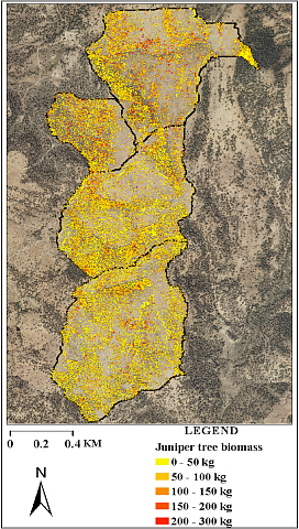 lidar-derived juniper tree map